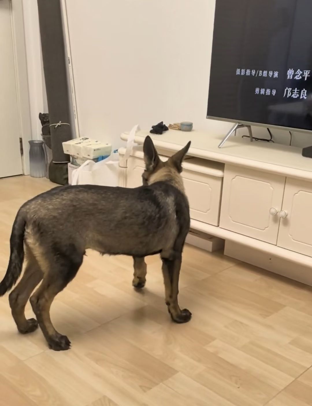 昆明犬